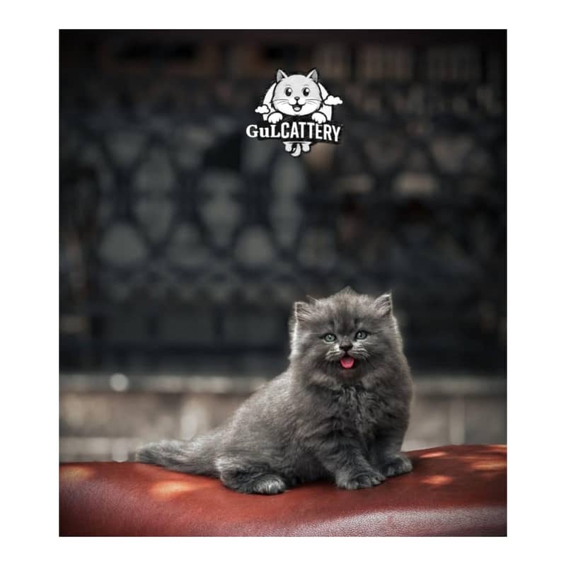 Persian British punch face piki face kitten cat available

                                                            alt=