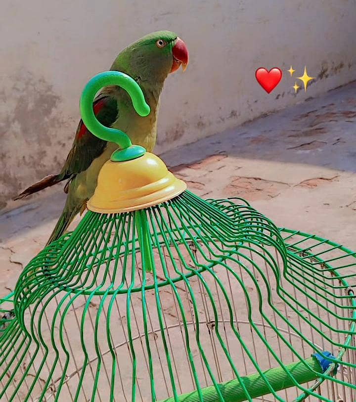 HAND TAMMED RAW FEMALE FOR SALE

                                                            alt=