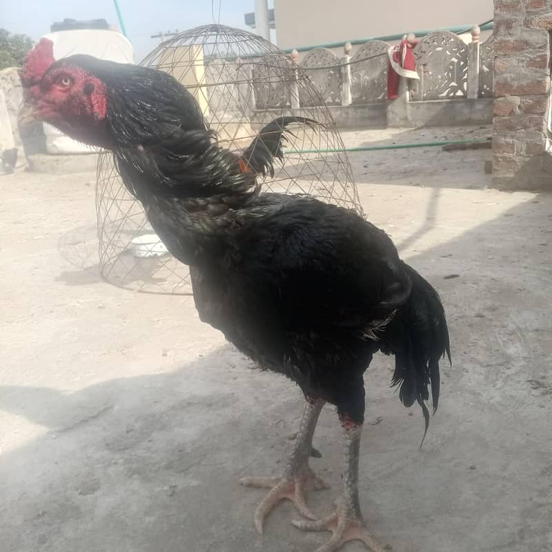 ولایتی کراس

                                                            alt=