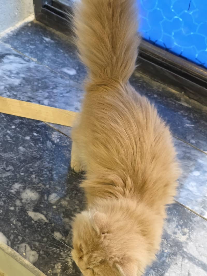 Persian punch face kitten triple coat long hair

                                                            alt=