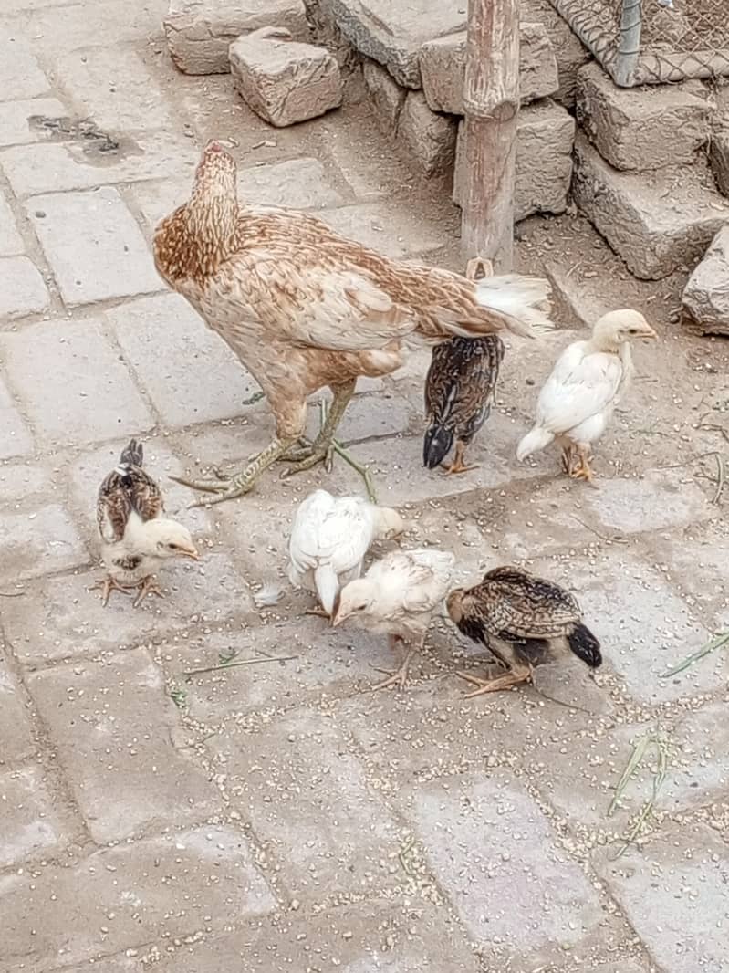 aseel

                                                            alt=