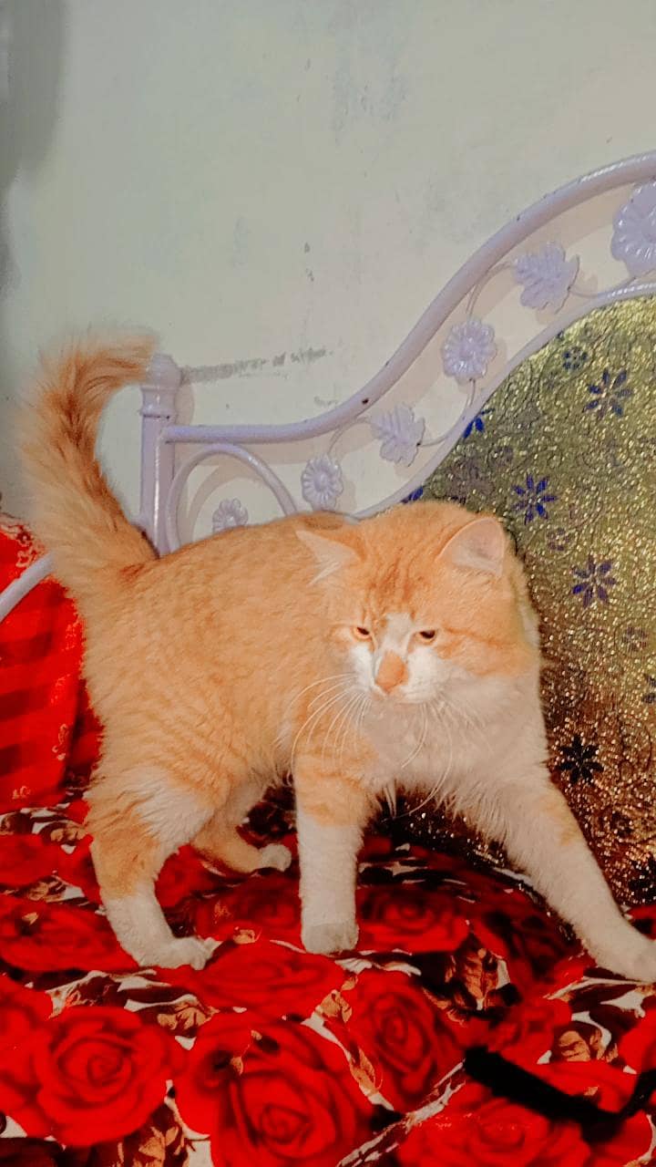 brown cat 

                                                            alt=