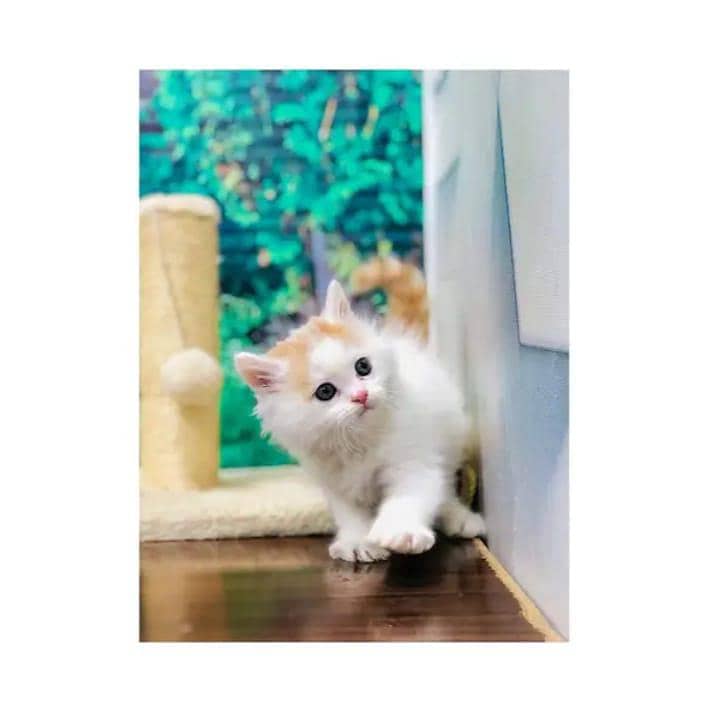 cash on delivery himalayan British kitten cat home delivery available

                                                            alt=