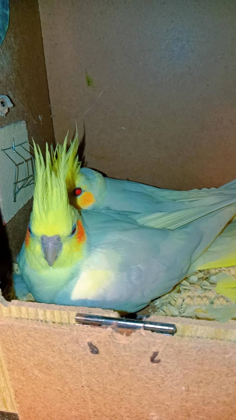 Breeder pair for sale

                                                            alt=