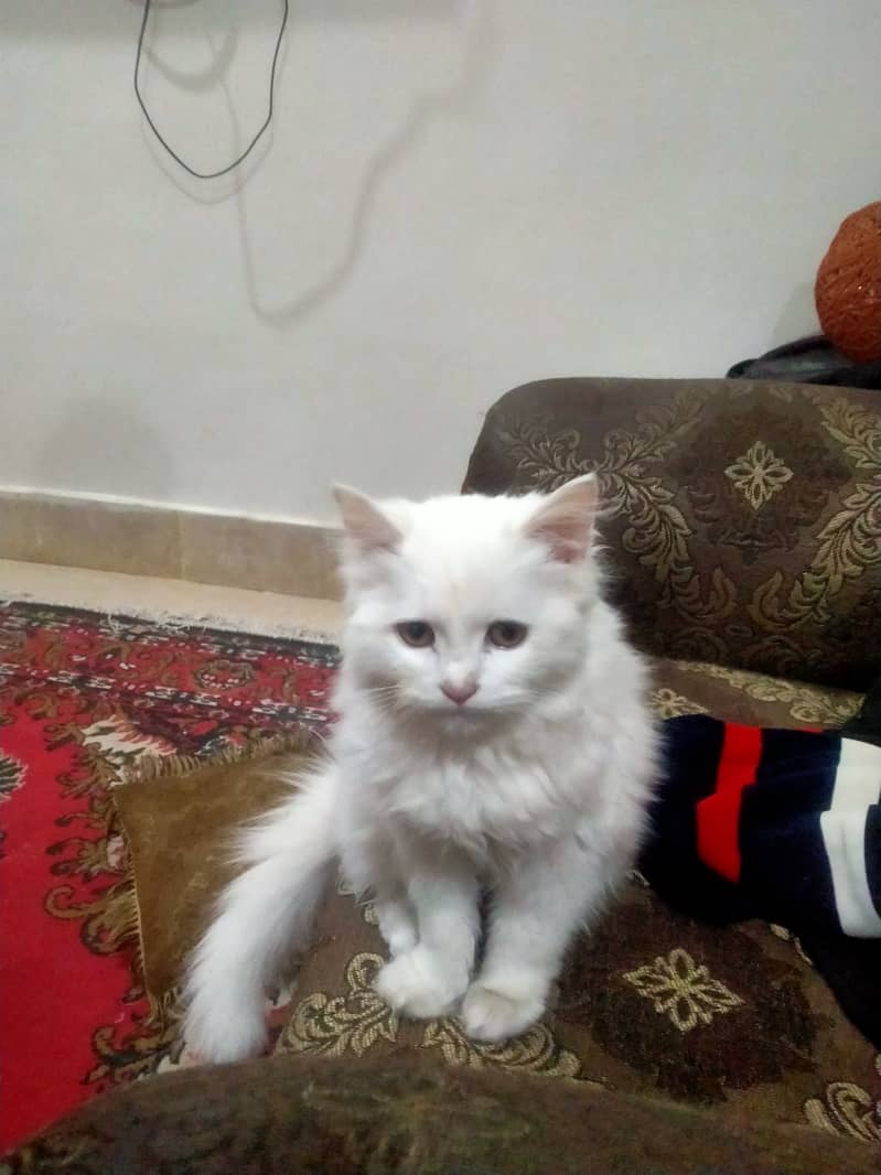 White  Persian cat for sale.

                                                            alt=
