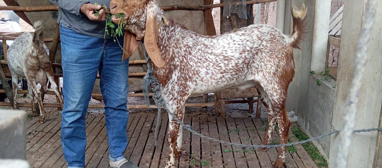 pure Makhi Cheena goat | Bakra | breeder Goat | بکرا

                                                            alt=