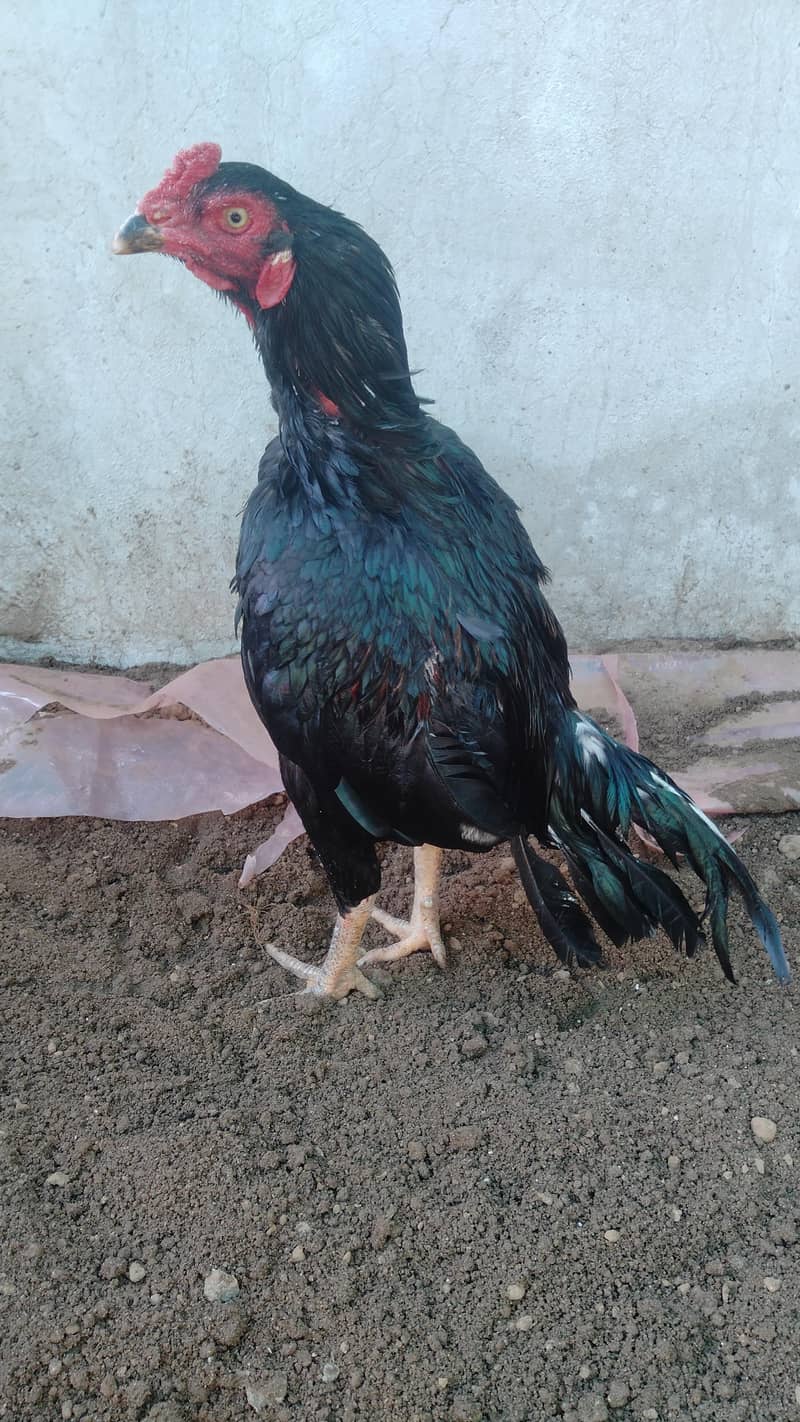 Aseel lasani

                                                            alt=