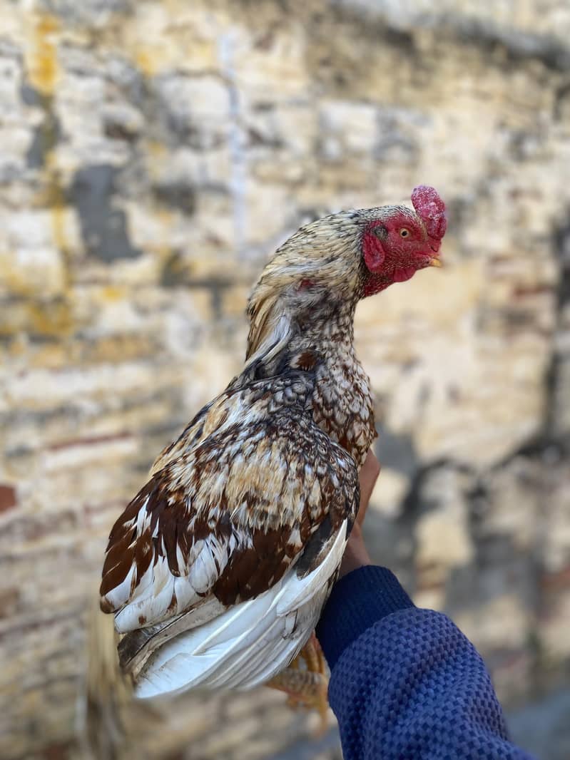 aseel murga topla home breed

                                                            alt=