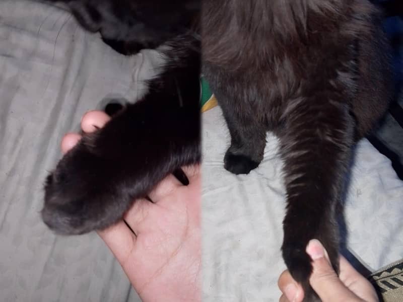 black Persian  | Tripple coated | persian | cat for sale

                                                            alt=