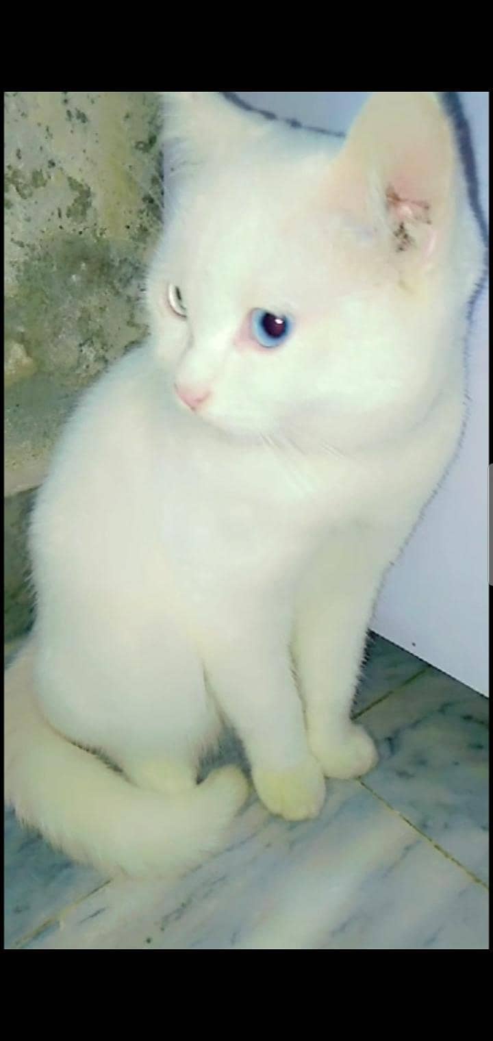 white Kitten blue eyes

                                                            alt=