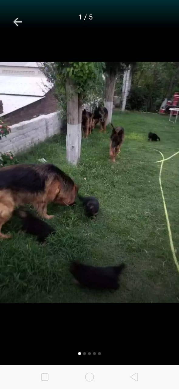 German Shepherd puppy for sale

                                                            alt=