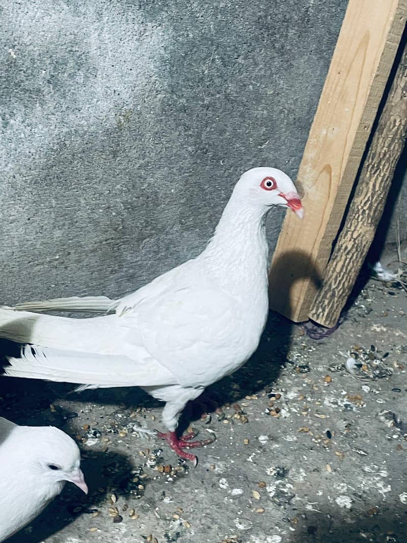 Danish

                                                            alt=