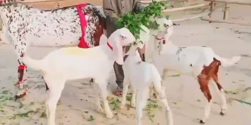 Desi Bakri 3 beachon ke Seth for sale 03266288418

                                                            alt=