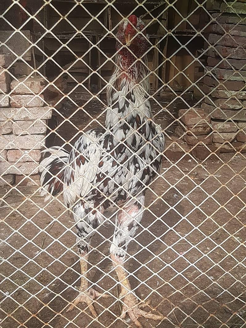 Aseel lakha Murga |Aseel jawa Murga | oldbloodline | mushka male

                                                            alt=