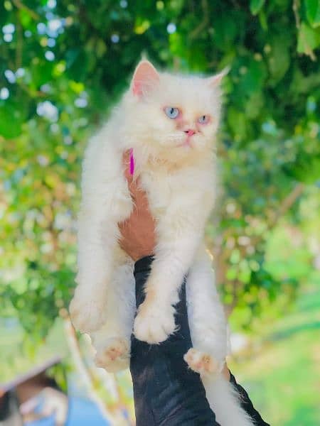 Persian punch face triple coat cats and kittens

                                                            alt=