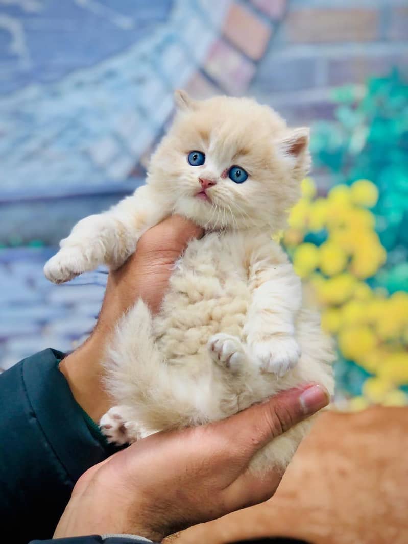 cash on delivery Persian Cats & Kittens Available — Healthy & Playful

                                                            alt=