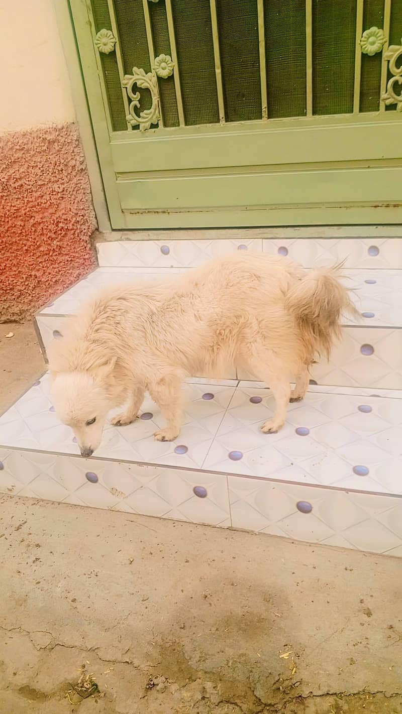 Russian dogs. nam dog taimee

                                                            alt=