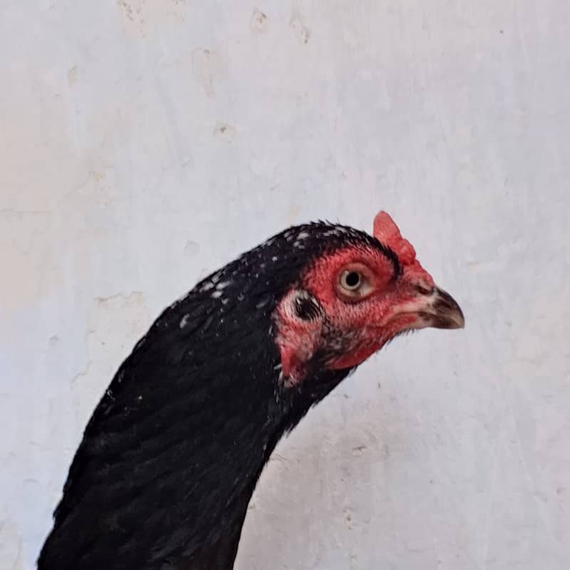 aseel | mianwali aseel | pakistani aseel | lakha | cheena | jawa

                                                            alt=