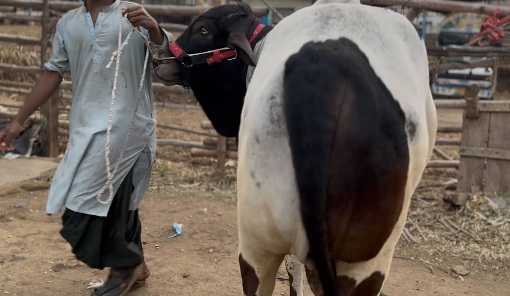 Pure cholistani ablak bachra

                                                            alt=