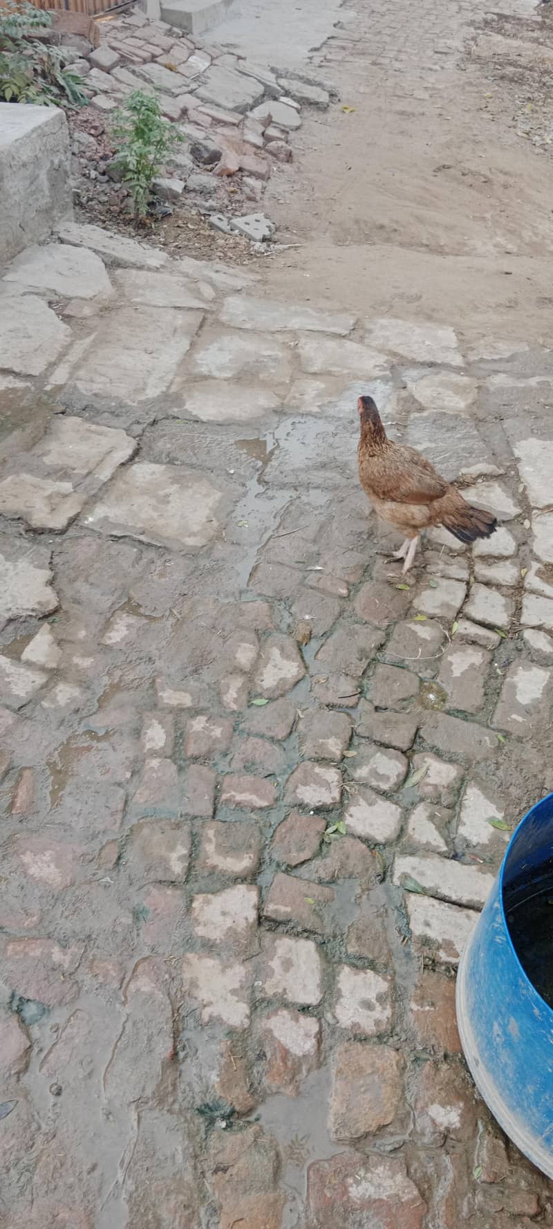 aseel murgi

                                                            alt=