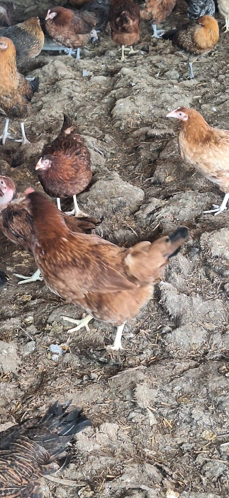 desi murgha | golden misri hens | مرغیاں | hens | 5 month 15 days old

                                                            alt=