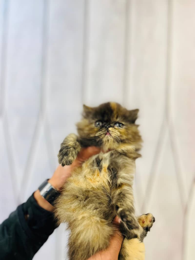 Fluffy kittens/ Cat babies/  Cute kittens

                                                            alt=