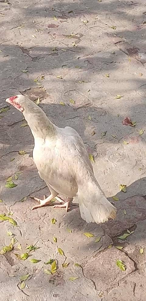*Pure Aseel heera | golden buff hen pair /white paper heera*

                                                            alt=