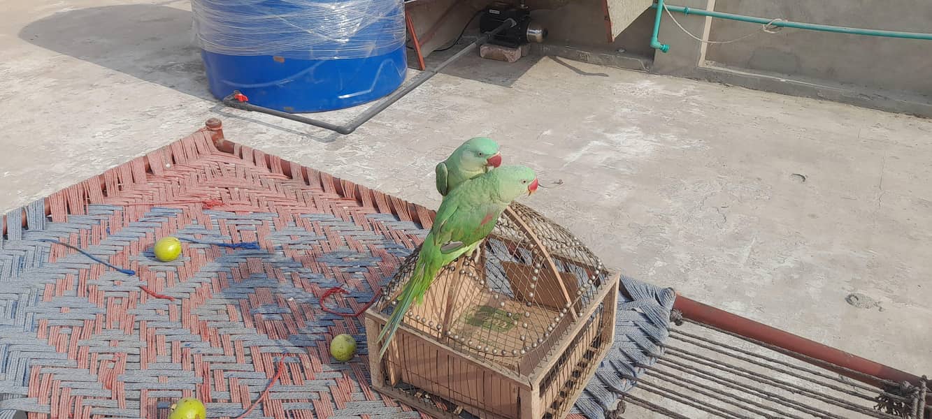 Green Parrot for Sale

                                                            alt=