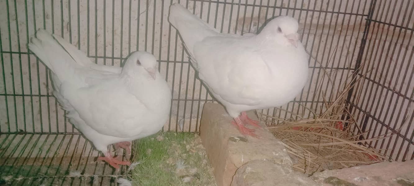 King big size breeder pairs for sale

                                                            alt=