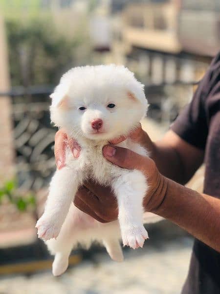 Russian dogs pink nose puppy.

                                                            alt=