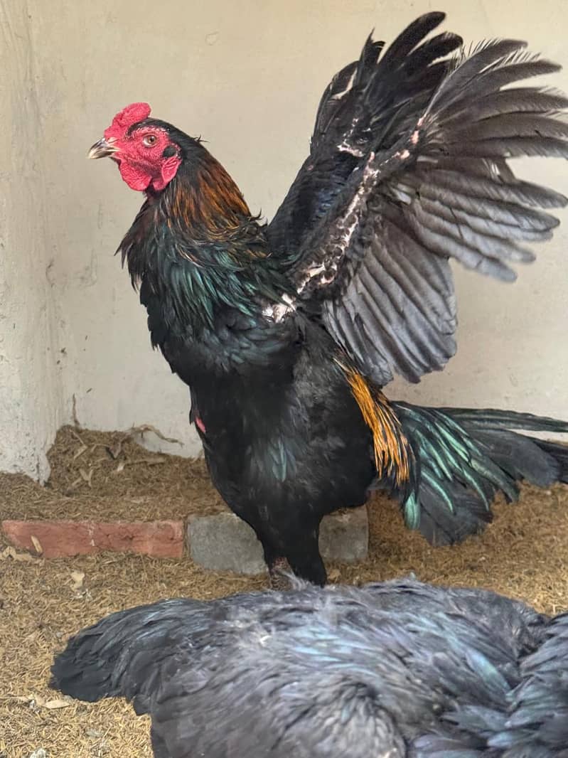 thai pokeya

                                                            alt=