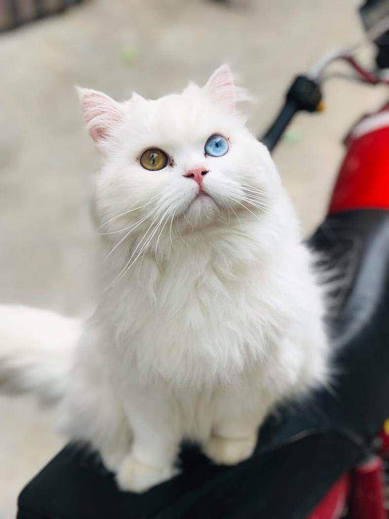 Persian kitten looking for a new cash on delivery available

                                                            alt=