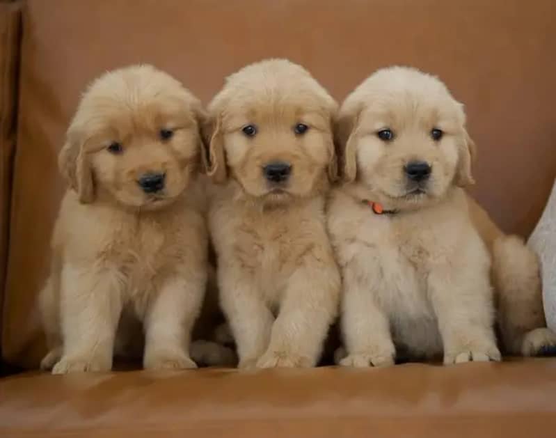 American golden retriever pedigree microchipped puppies

                                                            alt=