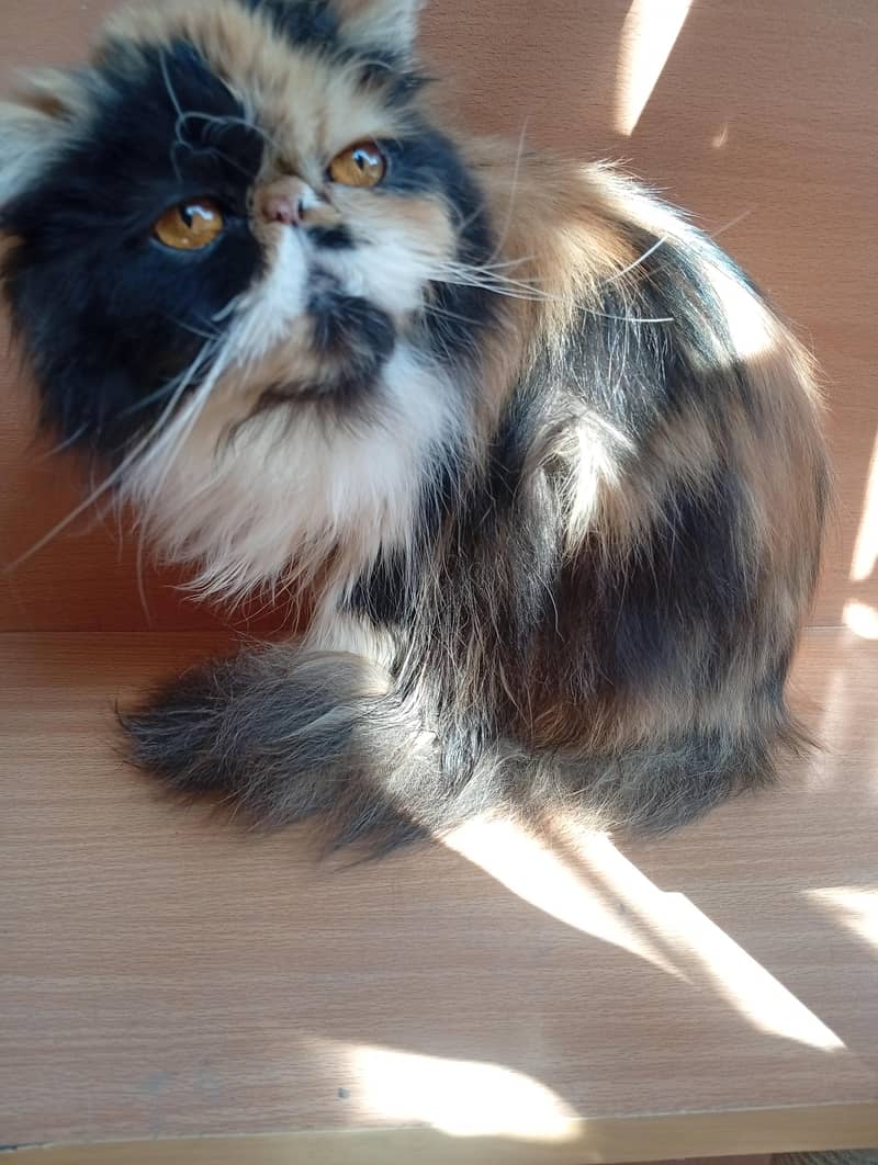 Classic Calico female cat

                                                            alt=