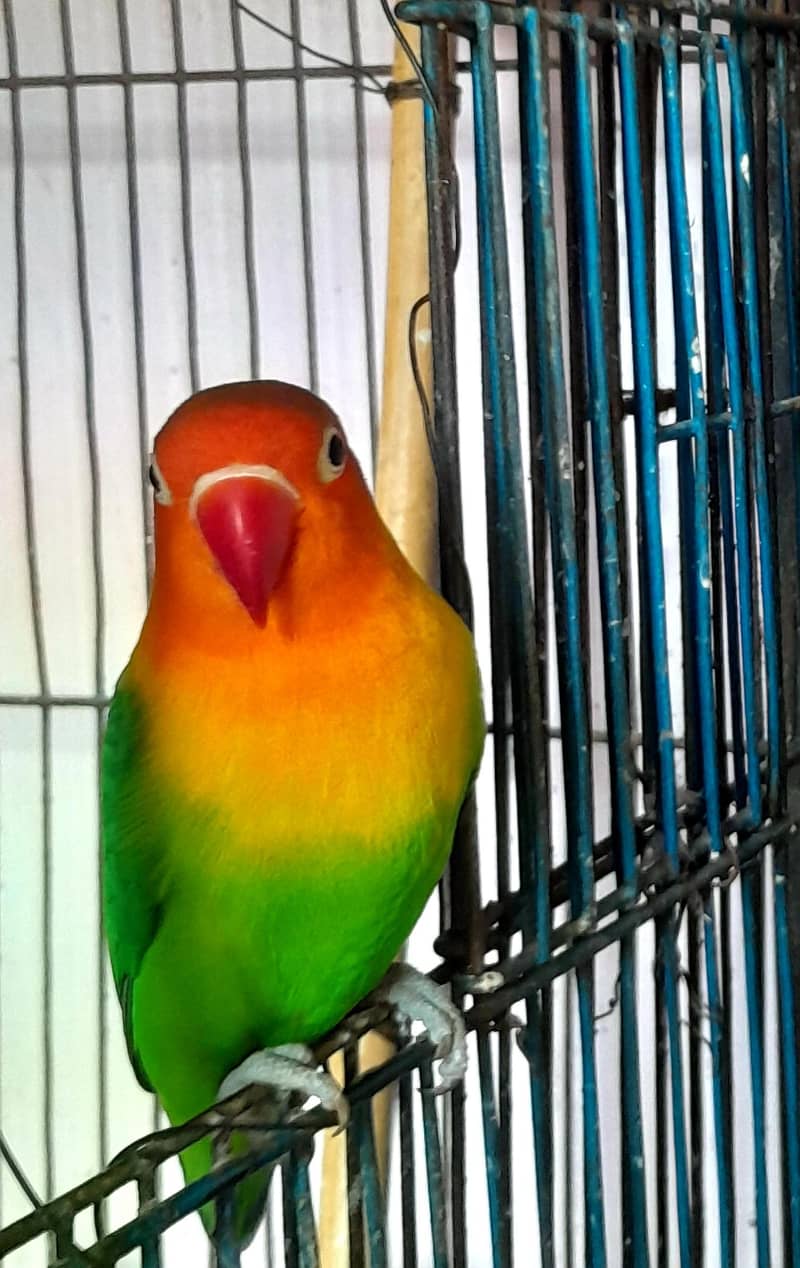 lovebird available active and healthy

                                                            alt=