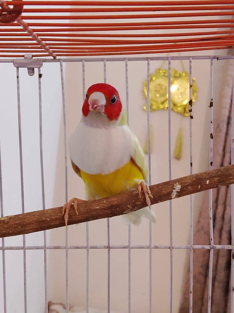 lady and yellow blackmail

                                                            alt=