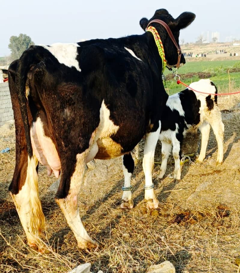 Cow / Gay / Jersey Cow / Gaee / گائے / فروخت کے لیے گائے

                                                            alt=