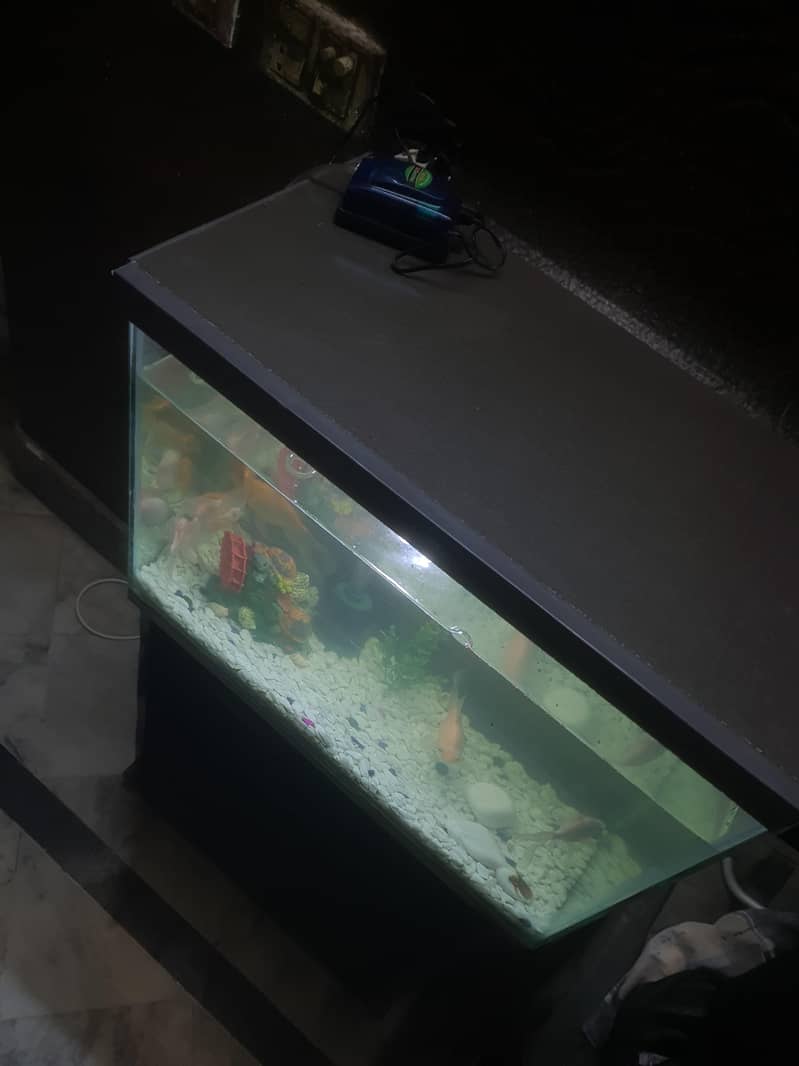 2Ft Fish Aquarium

                                                            alt=