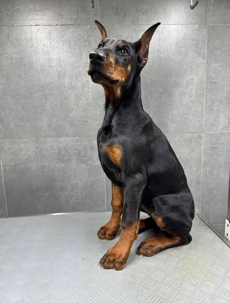 imported American Doberman puppy for sale

                                                            alt=