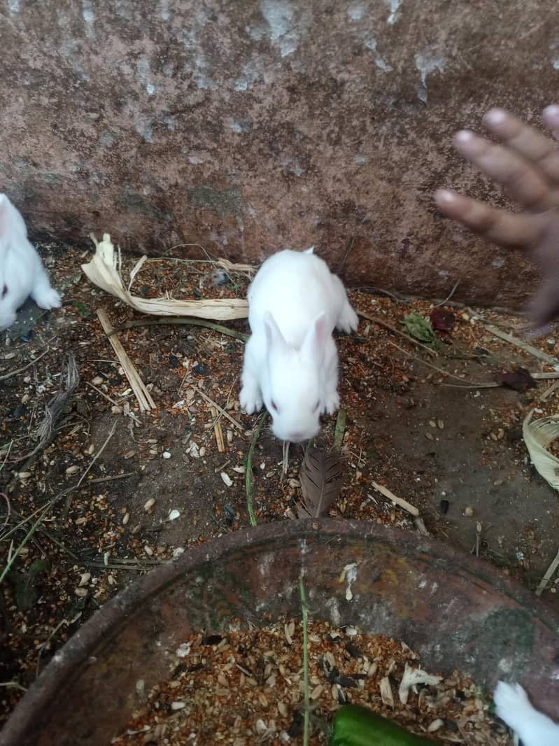 Rabbit Red eyes|Rabbits |Imported Breed |High Quality Rabbits|Bunnies

                                                            alt=