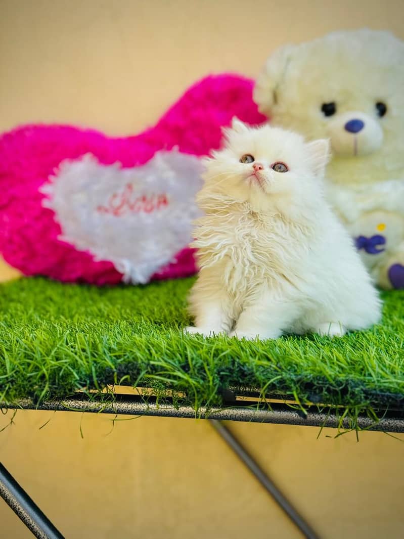 cash on delivery Persian Cats & Kittens Available — Healthy & Playful

                                                            alt=