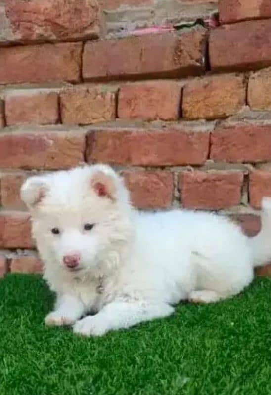 Russian puppy dog for sale only Whatsapp number 03327945291

                                                            alt=