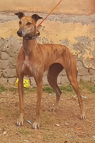 pure garyhaund tazi female full train healthy and active for sale

                                                            alt=