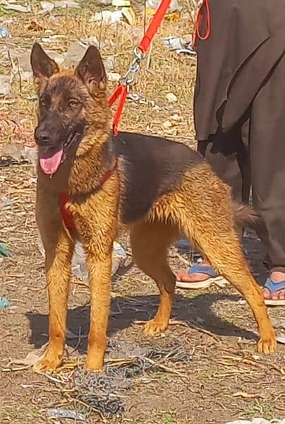 pure bagyari female best security guard dog healthy and active

                                                            alt=