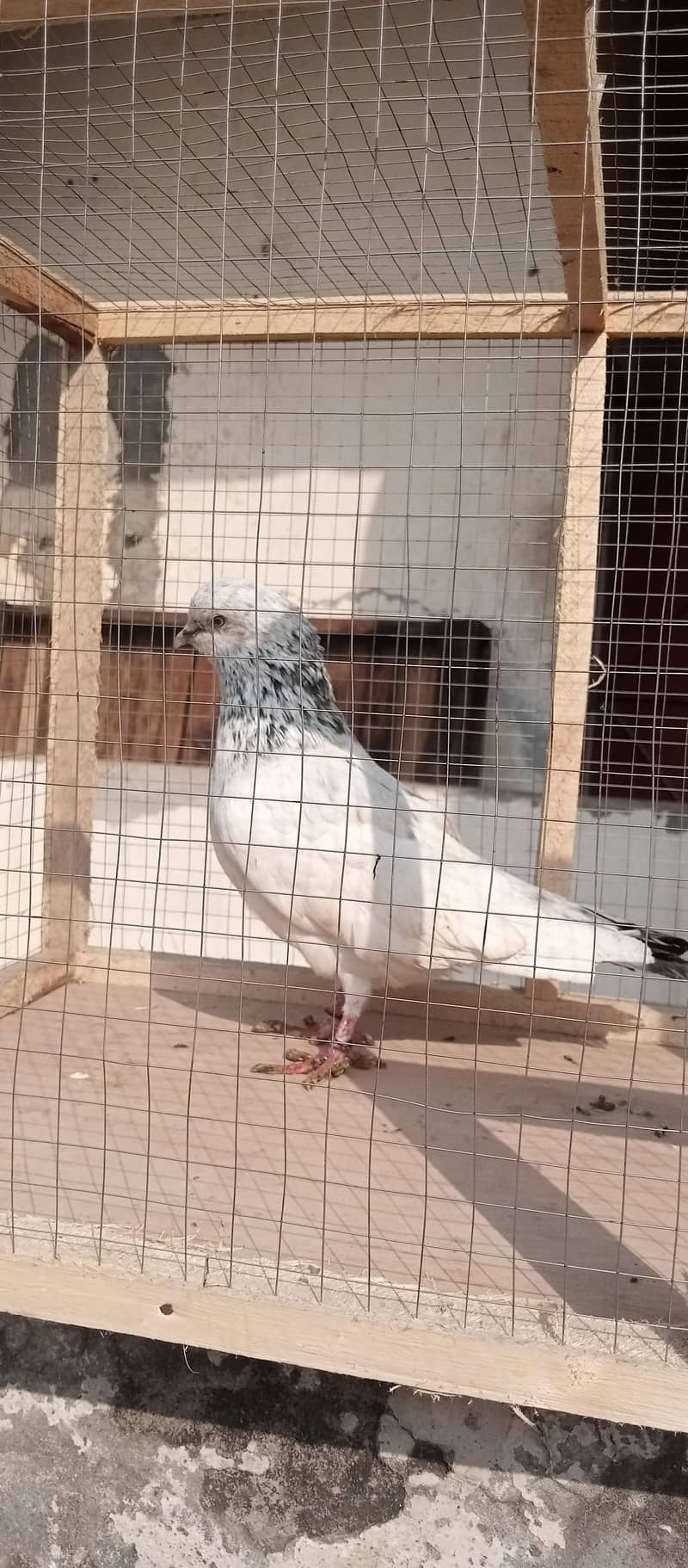 seilkoti high quality breader male for sale

                                                            alt=