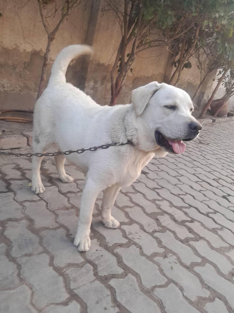 British Labra | labrador| Labra Male | Labra for sale