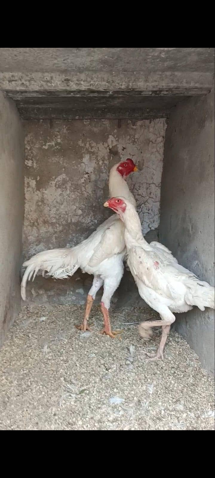 White Shamo pair | White shamo males | White shamo Females

                                                            alt=