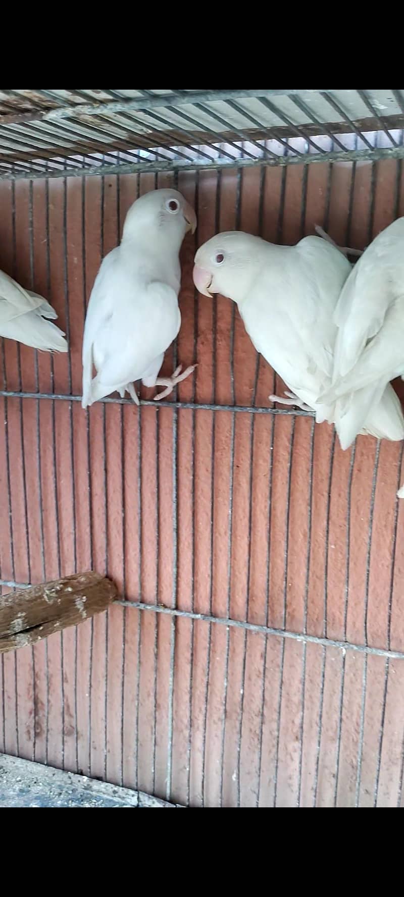 Albino red eyes breeder pieces

                                                            alt=