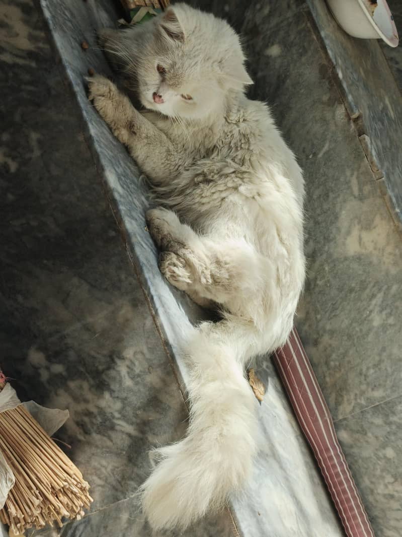 full Persian cat

                                                            alt=