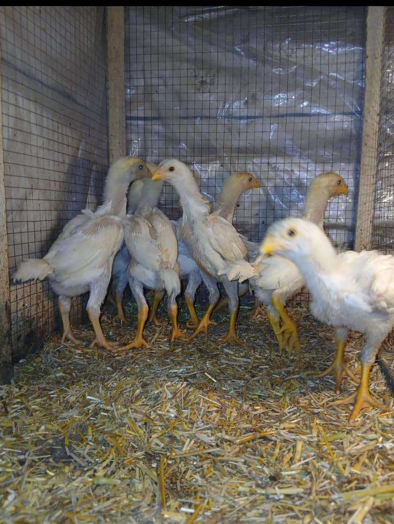 Aseel | Shamo |White O shamo | King size shamo | German shamo For Sale

                                                            alt=